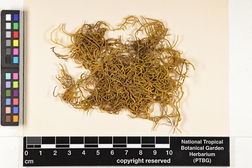 Taxithelium vernieri image