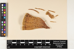 Syrrhopodon involutus image