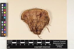 Syrrhopodon involutus image