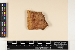 Syrrhopodon involutus image