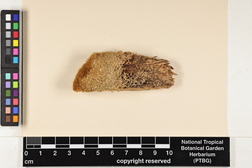 Syrrhopodon involutus image