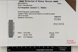 Syrrhopodon involutus image