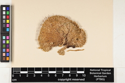 Syrrhopodon involutus image