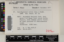 Haplohymenium triste image