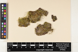 Callicostella pallida image