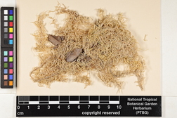 Flatbergium sericeum image