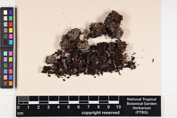 Trapeliopsis granulosa image