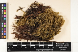 Dicranoloma billardieri image