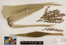 Pritchardia perlmanii