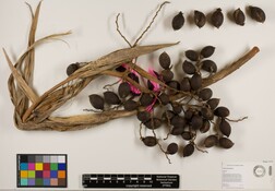 Pritchardia perlmanii