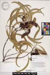 Acacia koa