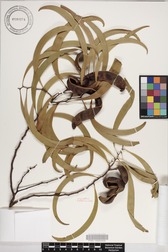 Acacia koa