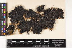 Parmotrema tinctorum image