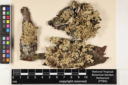 Hypotrachyna horrescens image