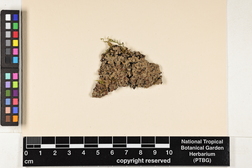 Pannaria rubiginosa image
