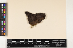 Pannaria rubiginosa image