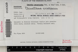 Parmotrema cristiferum image