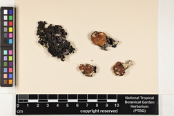 Parmotrema cetratum image