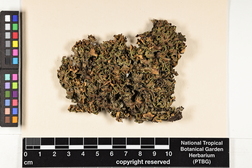 Pseudocyphellaria crocata image
