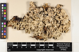 Parmotrema stuppeum image