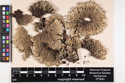 Xanthoparmelia subramigera image