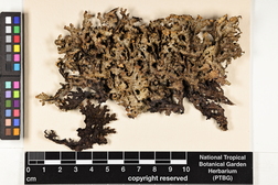 Pseudocyphellaria crocata image