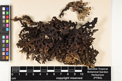 Pseudocyphellaria crocata image