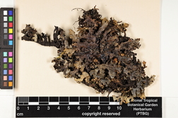Pseudocyphellaria crocata image