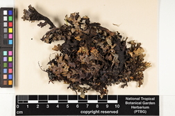 Pseudocyphellaria crocata image