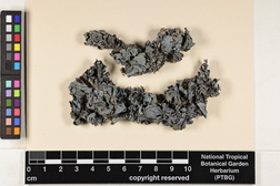 Leptogium austroamericanum image