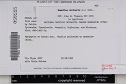 Ramalina calicaris image