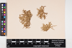 Ramalina calicaris image