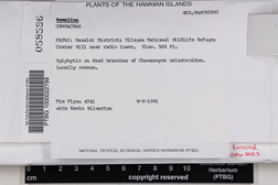 Ramalina calicaris image