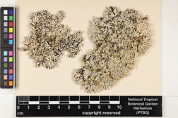 Heterodermia pseudospeciosa image