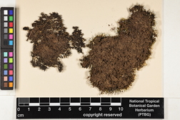 Heterodermia pseudospeciosa image