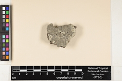 Buellia stellulata image