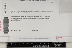 Buellia disciformis image