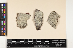 Pyxine sorediata image