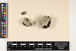 Dirinaria picta image