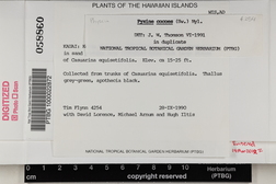Pyxine cocoes image