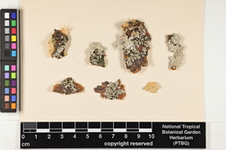 Pyxine cocoes image