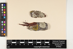 Physcia stellaris image