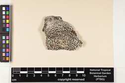 Pyxine cocoes image