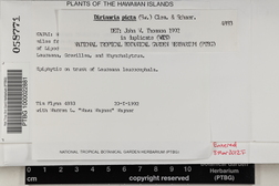 Dirinaria picta image