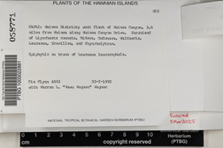 Dirinaria picta image