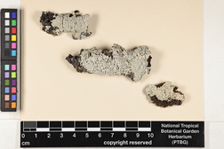 Dirinaria picta image