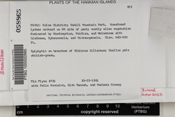 Physcia adscendens image