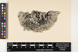 Heterodermia pseudospeciosa image