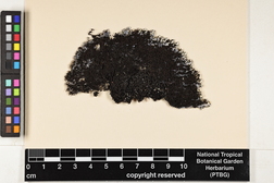 Heterodermia pseudospeciosa image