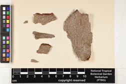 Dyplolabia afzelii image